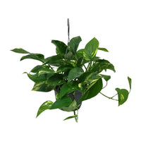 Scindapsus Epipremnum - ↕45cm - Ø14 - Sierplantenshop