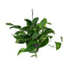 Scindapsus Epipremnum - ↕45cm - Ø14 - Sierplantenshop