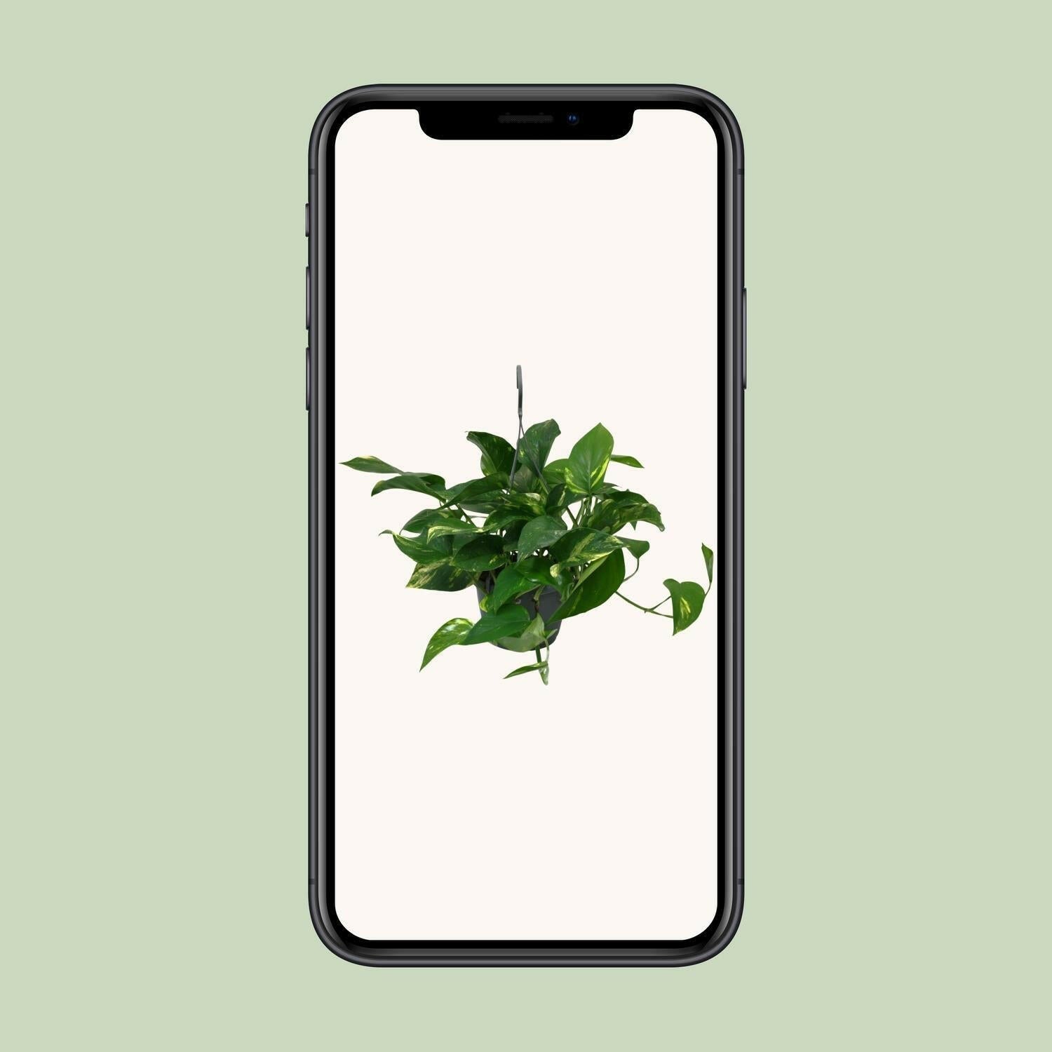 Scindapsus Epipremnum - ↕45cm - Ø14 - Sierplantenshop