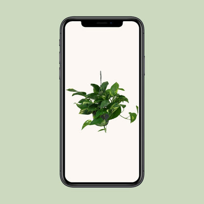 Scindapsus Epipremnum - ↕45cm - Ø14 - Sierplantenshop