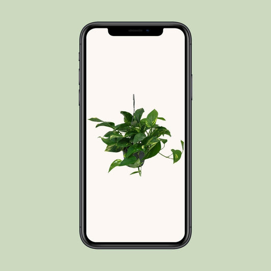 Scindapsus Epipremnum - ↕45cm - Ø14 - Sierplantenshop