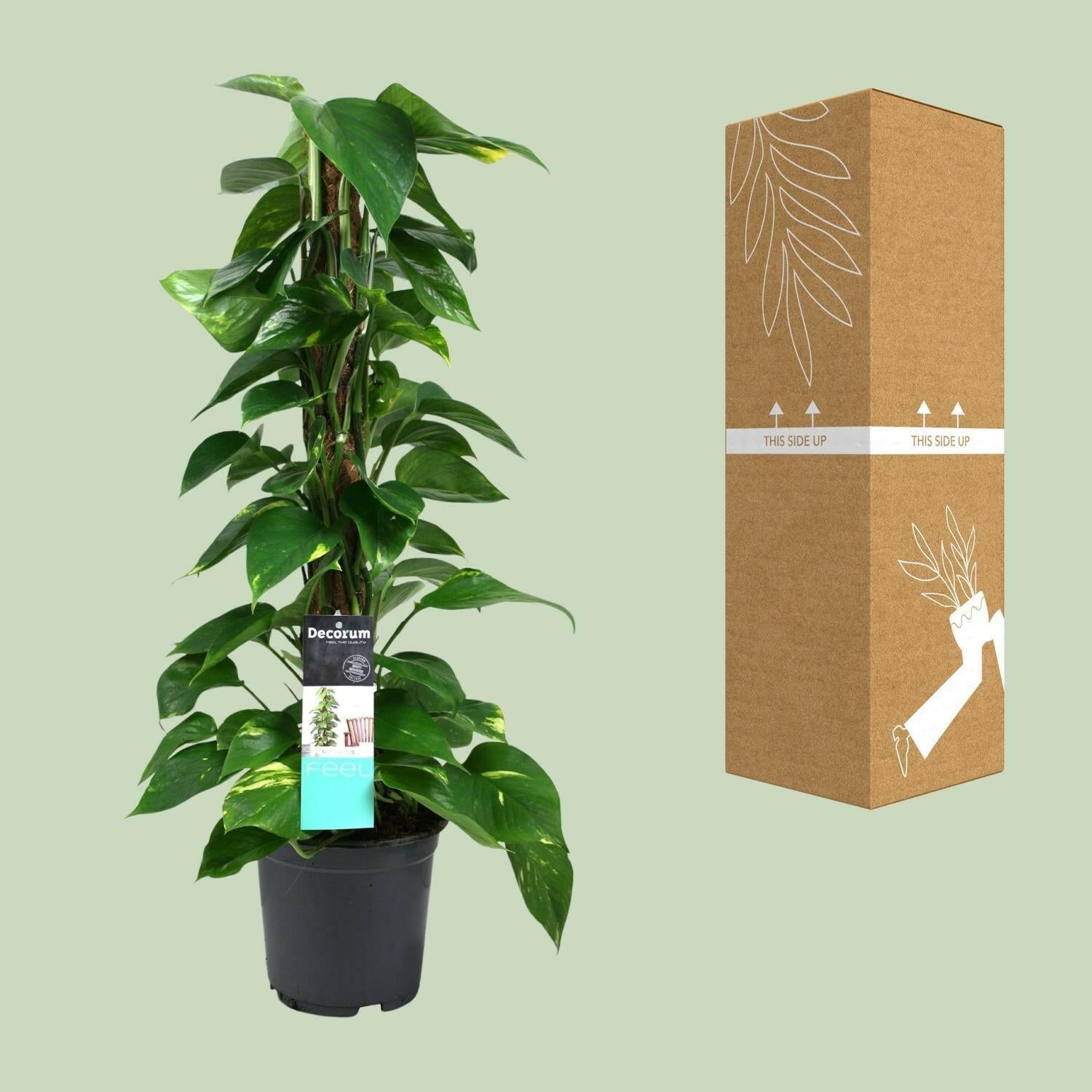 Scindapsus (Epipremnum) - ↕80cm - Ø19 - Sierplantenshop