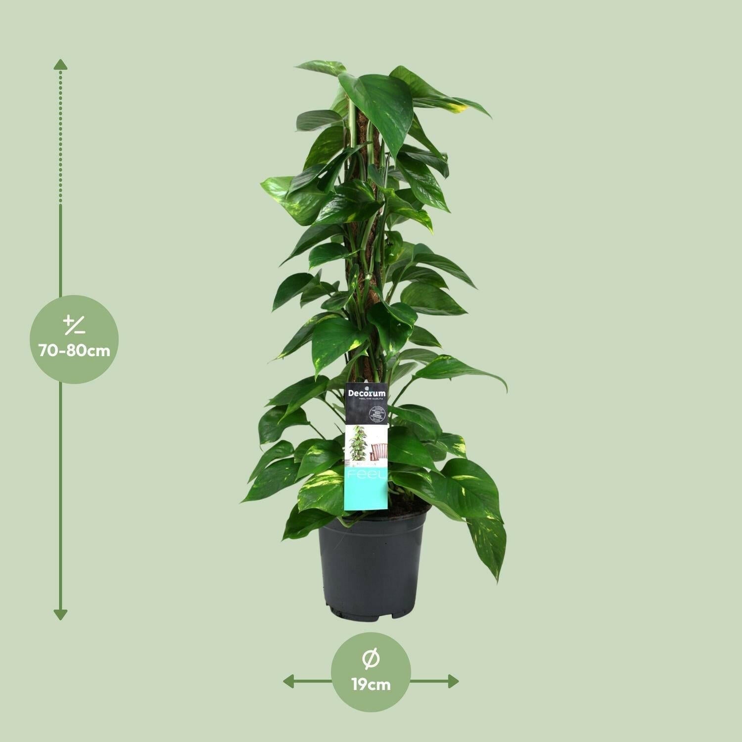 Scindapsus (Epipremnum) - ↕80cm - Ø19 - Sierplantenshop
