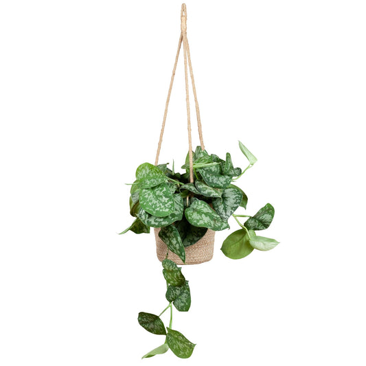 Scindapsus Pictus met hangpot Oviedo naturel - ↕25cm - Ø16 - Sierplantenshop