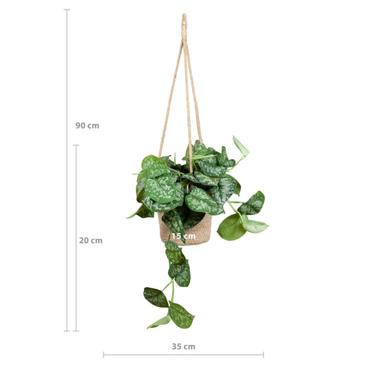 Scindapsus Pictus met hangpot Oviedo naturel - ↕25cm - Ø16 - Sierplantenshop