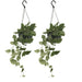 Scindapsus Pictus Set van 2 Planten - ↕20cm - Ø14 - Sierplantenshop
