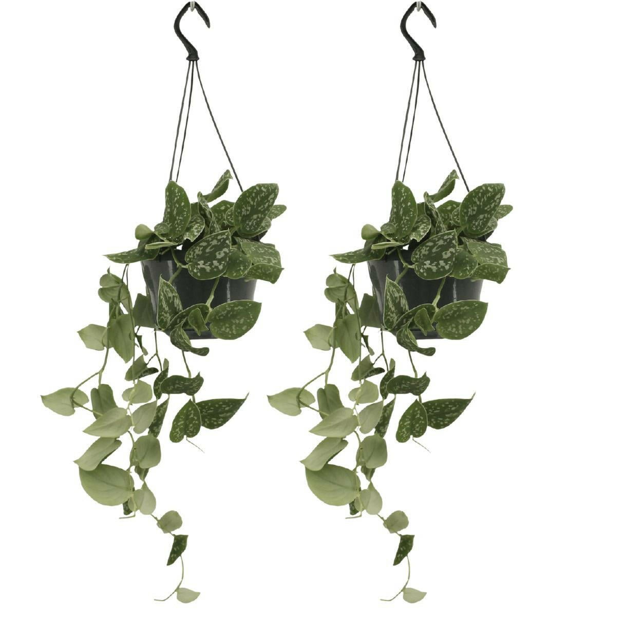 Scindapsus Pictus Set van 2 Planten - ↕20cm - Ø14 - Sierplantenshop