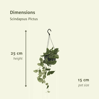 Scindapsus Pictus Set van 2 Planten - ↕20cm - Ø14 - Sierplantenshop