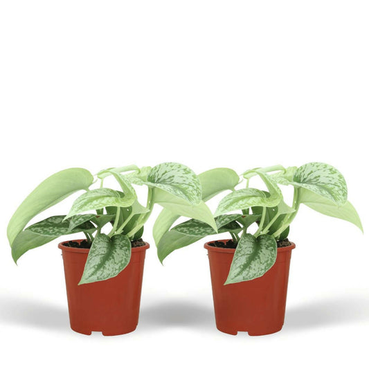 Scindapsus Pictus Trebie Set van 2 - ↕15cm - Ø12 - Sierplantenshop