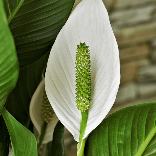 Set van 2 Luchtzuiverende Kamerplanten - Areca en Spathiphyllum - ↕65cm - Ø17 - Sierplantenshop