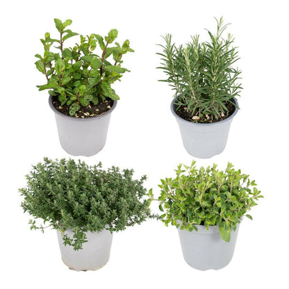 Set van 4 Tuinkruiden - ↕20cm - Ø14 - Sierplantenshop