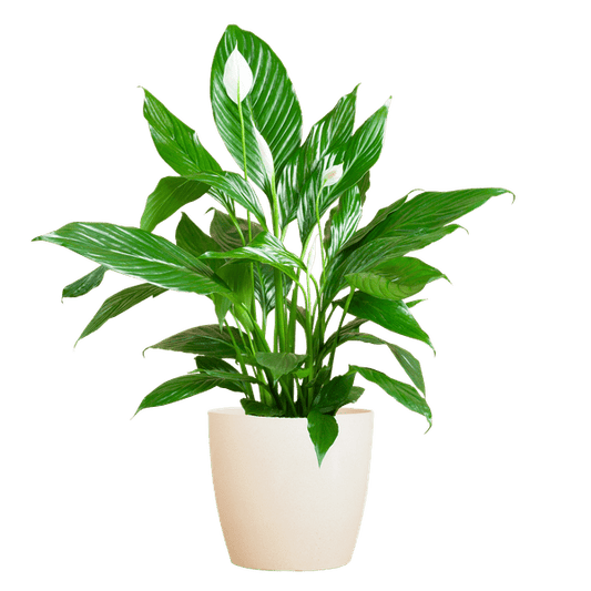 Spathiphyllum met Mand Sofia naturel - 80cm - Ø21 - Sierplantenshop