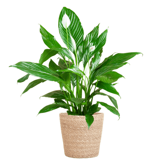 Spathiphyllum met Mand Sofia naturel - 80cm - Ø21 - Sierplantenshop