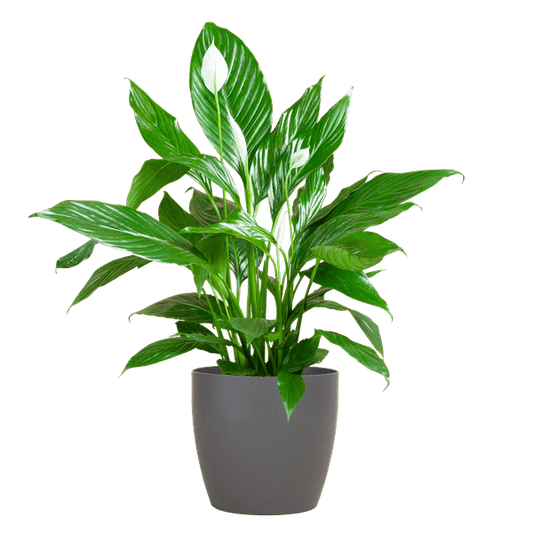 Spathiphyllum met Viber grijs - 80cm - Ø21 - Sierplantenshop