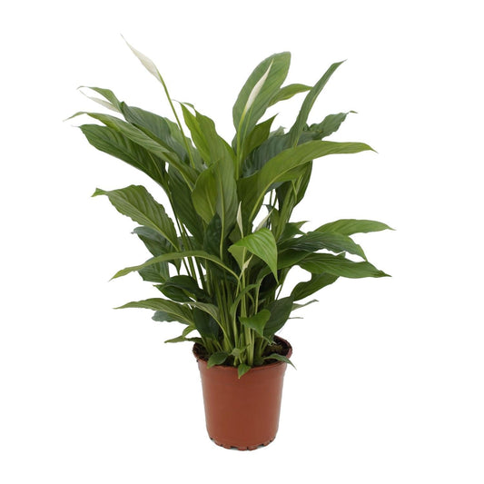 Spathiphyllum P17 - ↕65cm - Ø17 - Sierplantenshop