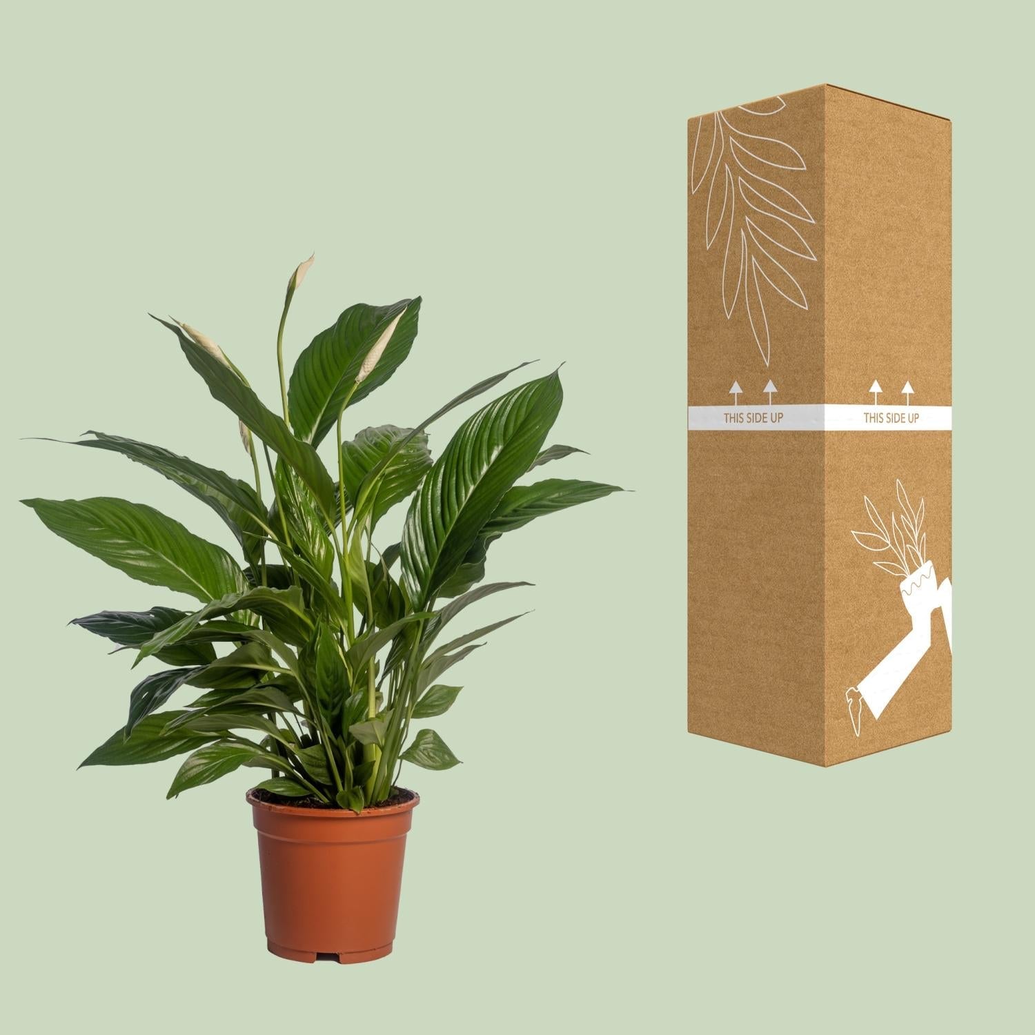 Spathiphyllum Vivaldi - Ø17cm - ↕70cm - Sierplantenshop