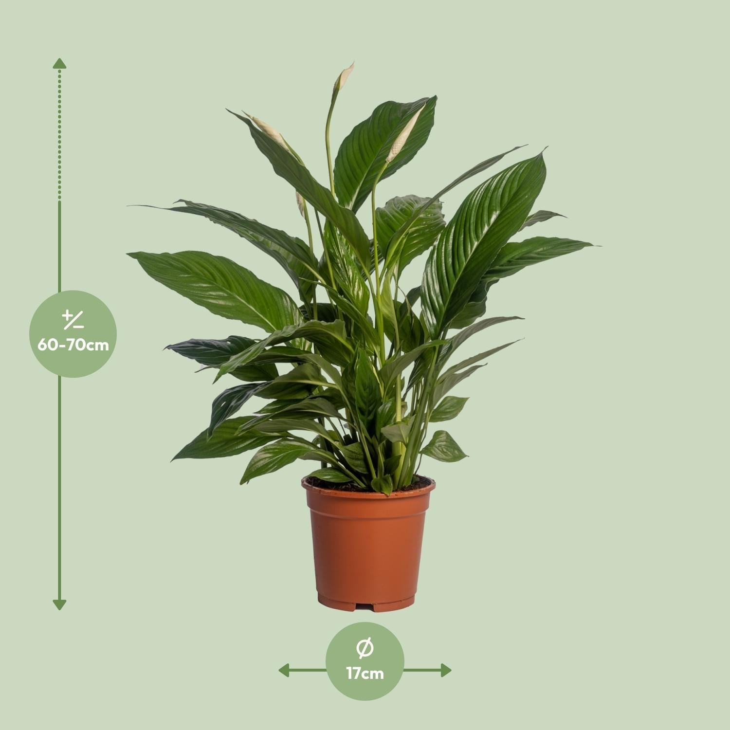 Spathiphyllum Vivaldi - Ø17cm - ↕70cm - Sierplantenshop