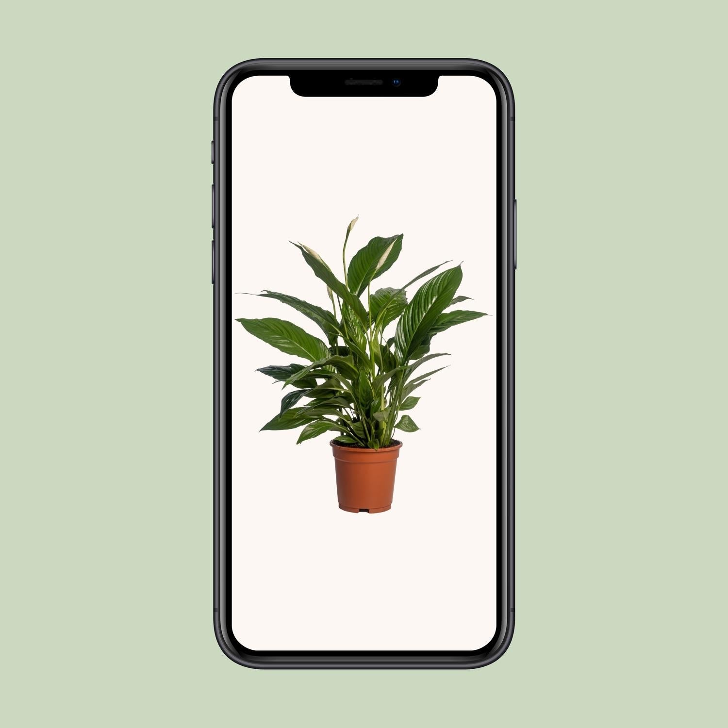 Spathiphyllum Vivaldi - Ø17cm - ↕70cm - Sierplantenshop