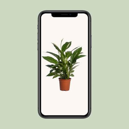 Spathiphyllum Vivaldi - Ø17cm - ↕70cm - Sierplantenshop