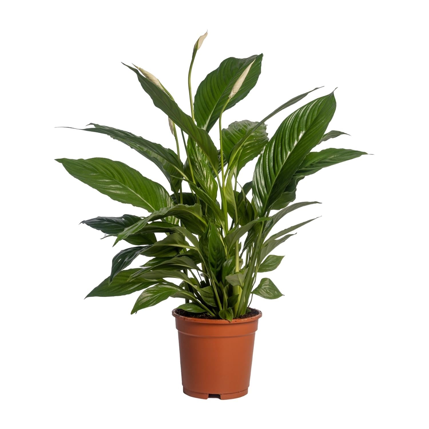Spathiphyllum Vivaldi - Ø17cm - ↕70cm - Sierplantenshop