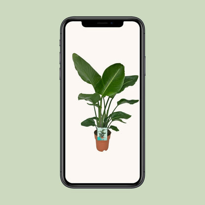 Strelitzia Nicola - ↕80cm - Ø19 - Sierplantenshop