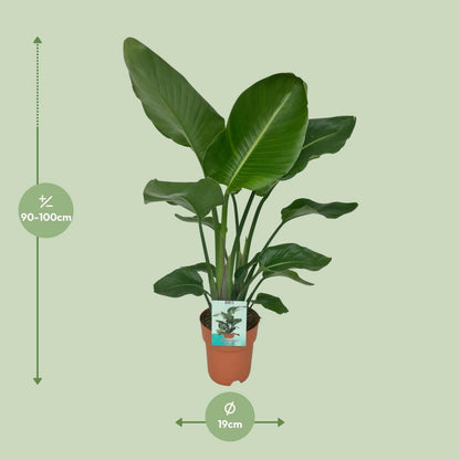 Strelitzia Nicola - ↕80cm - Ø19 - Sierplantenshop