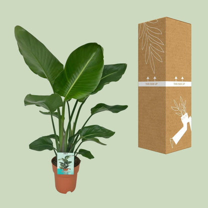 Strelitzia Nicola - ↕80cm - Ø19 - Sierplantenshop
