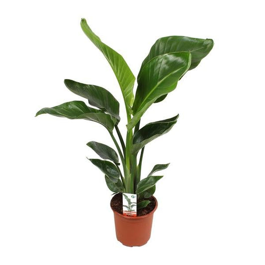 Strelitzia Nicolai 17 Cm - Ø17cm - ↕70cm - Sierplantenshop