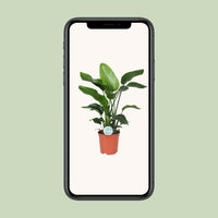 Strelitzia Nicolai - ↕80cm - Ø21 - Sierplantenshop