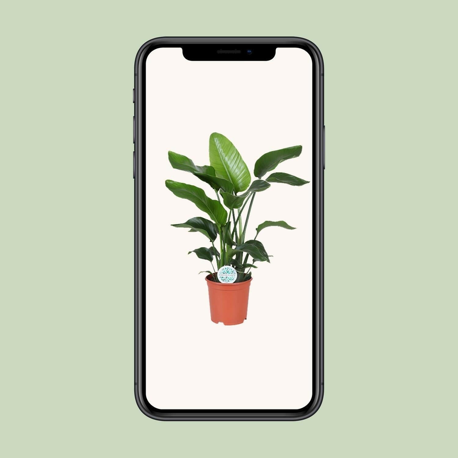 Strelitzia Nicolai - ↕80cm - Ø21 - Sierplantenshop