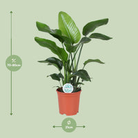 Strelitzia Nicolai - ↕80cm - Ø21 - Sierplantenshop