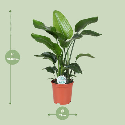 Strelitzia Nicolai - ↕80cm - Ø21 - Sierplantenshop