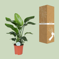 Strelitzia Nicolai - ↕80cm - Ø21 - Sierplantenshop