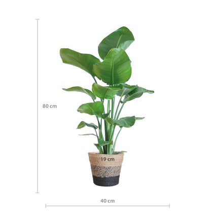 Strelitzia Nicolai in Stijlvolle Zwarte Lissabon Mand - ↕80cm - Ø19 - Sierplantenshop