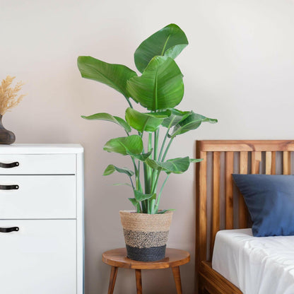 Strelitzia Nicolai in Stijlvolle Zwarte Lissabon Mand - ↕80cm - Ø19 - Sierplantenshop