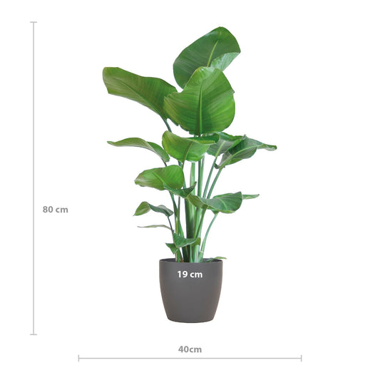 Strelitzia Nicolai met Viber pot grijs - 80cm - Ø21 - Sierplantenshop