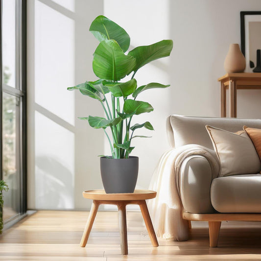 Strelitzia Nicolai met Viber pot grijs - 80cm - Ø21 - Sierplantenshop