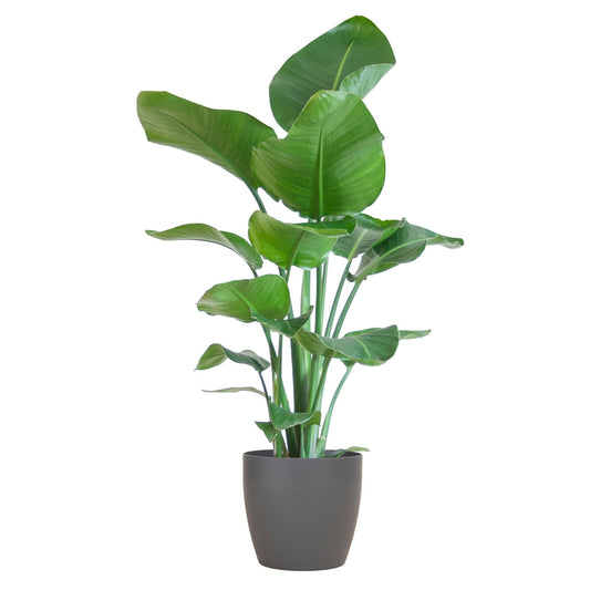 Strelitzia Nicolai met Viber pot grijs - 80cm - Ø21 - Sierplantenshop