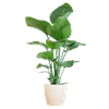 Strelitzia Nicolai met Viber pot wit - 80cm - Ø21 - Sierplantenshop