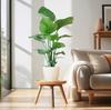 Strelitzia Nicolai met Viber pot wit - 80cm - Ø21 - Sierplantenshop