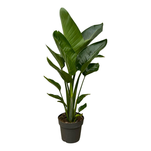 Strelitzia Paradijsvogelplant - ↕90cm - Ø19 - Sierplantenshop