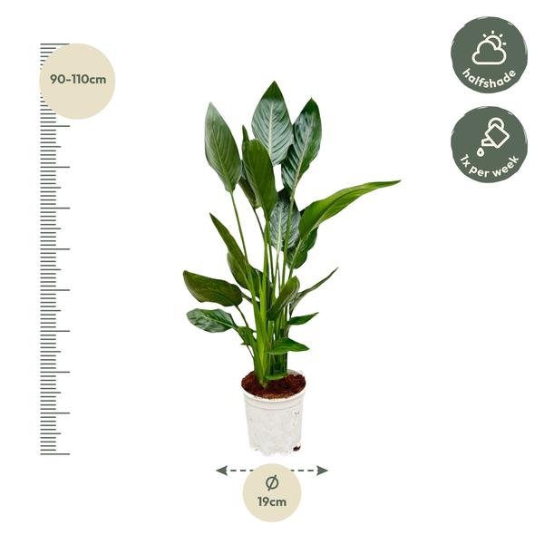 Strelitzia Reginae - 100 cm - Ø19 - Sierplantenshop