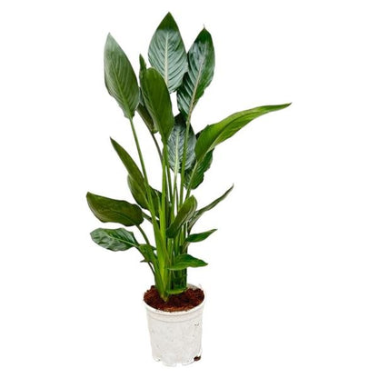 Strelitzia Reginae - 100 cm - Ø19 - Sierplantenshop