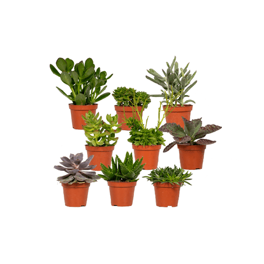 Succulenten Mix - 18 stuks ↕8cm - Ø7 - Sierplantenshop