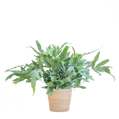 Phlebodium Aureum 'Blue Star' met Mand Sofia naturel - 40cm - Ø17