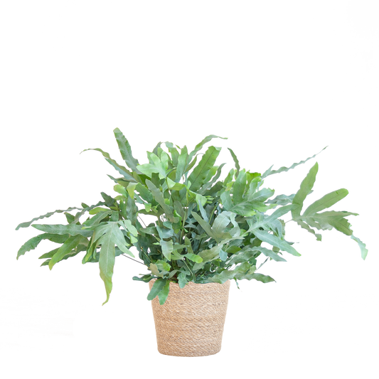 Phlebodium Aureum 'Blue Star' met Mand Sofia naturel - 40cm - Ø17