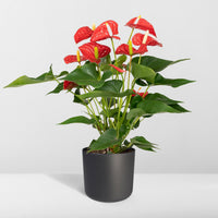 Anthurium – Flamingoplant Ø12 35-45 cm