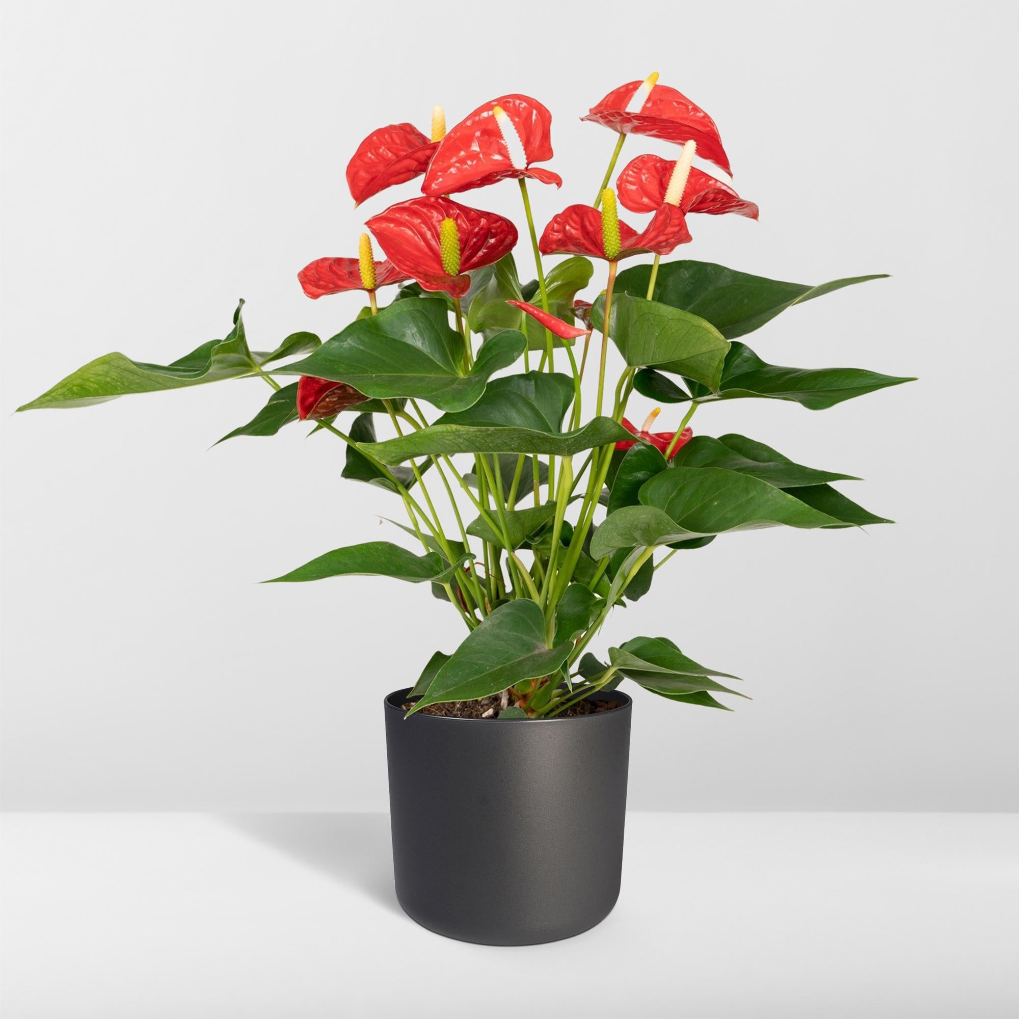 Anthurium – Flamingoplant Ø12 35-45 cm