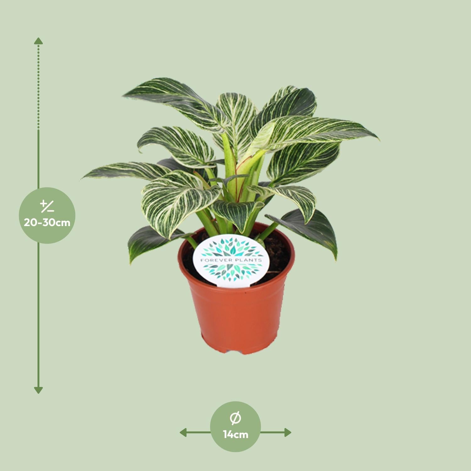 Philodendron Birkin – Philodendron kamerplant