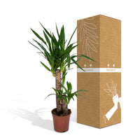 Yucca Elephantipes – Palmlelie kamerplant